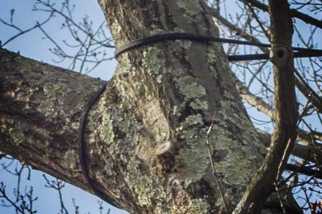 Tree Bracing & Cabling