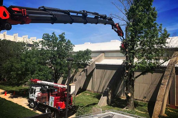 Risk Management, Pruning & Removals