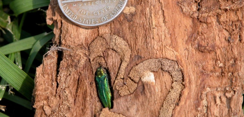 emerald ash borer instect next to nickel