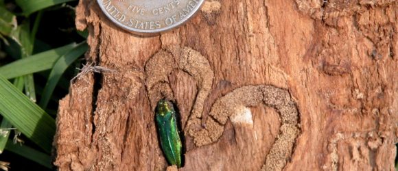 emerald ash borer instect next to nickel