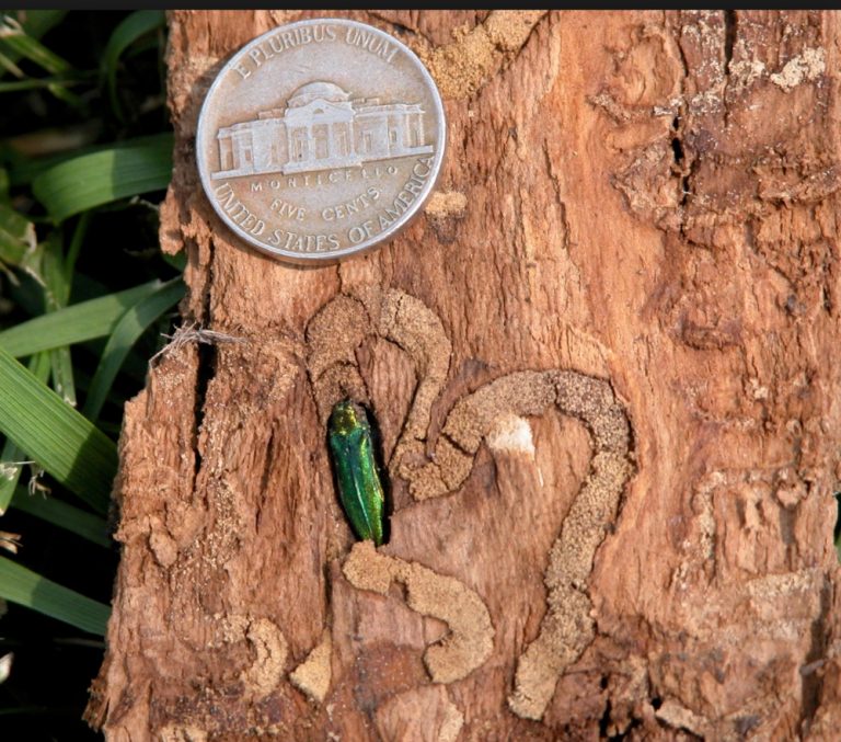 emerald ash borer instect next to nickel
