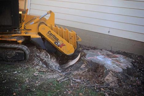 Stump Grinding