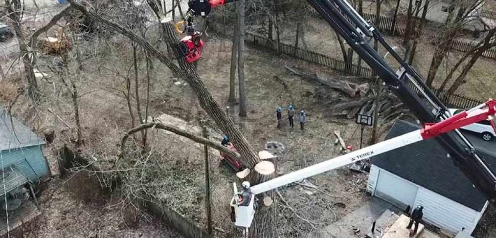 tree service company removing large cottonwood tree from a backyard