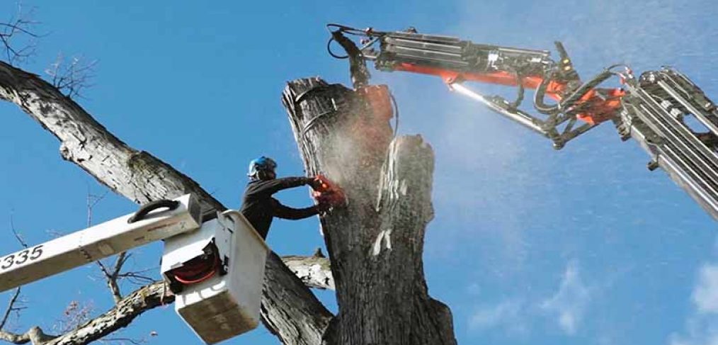 bucket lift with arborist chainsawing and grapple crane holding tree
