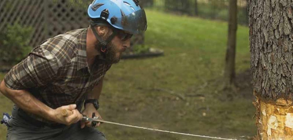 Arborist using a crosscut saw to cut down a cherry tree