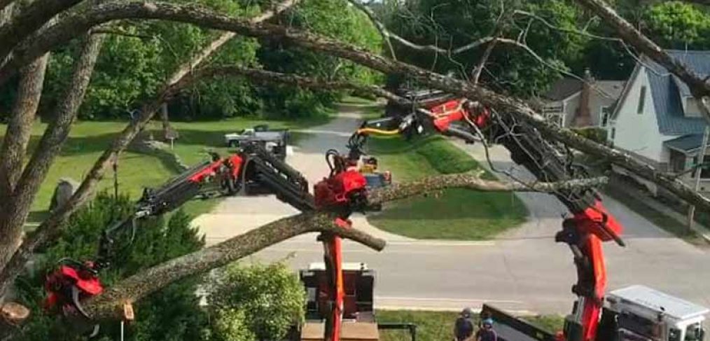 2 tree removal trucks working with neighborhood street and yard in the background