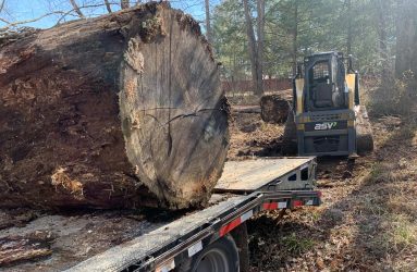 tree trunk section for wood milling