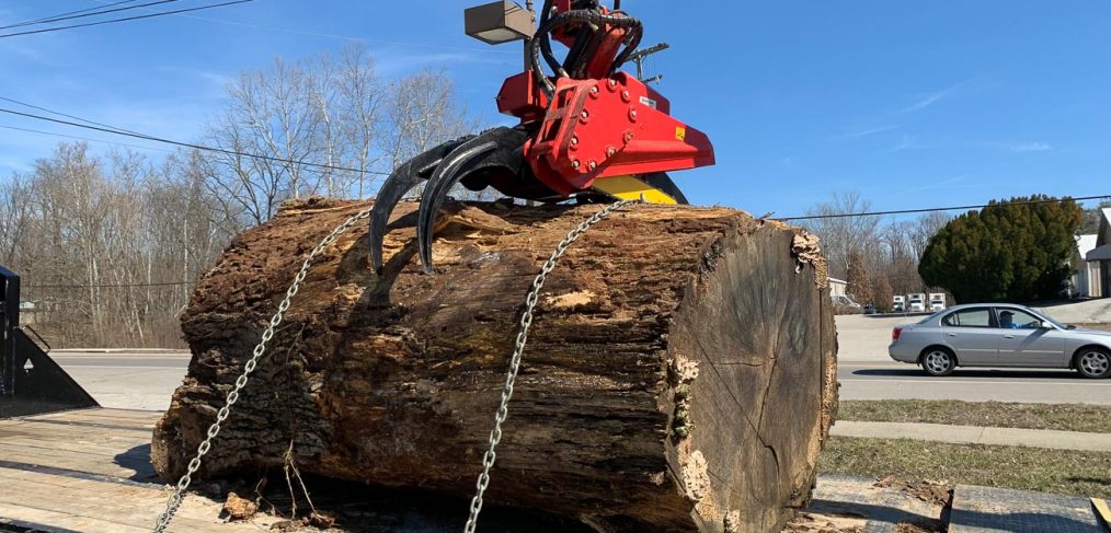 oak tree trunk section for lumber mill & wood slabs