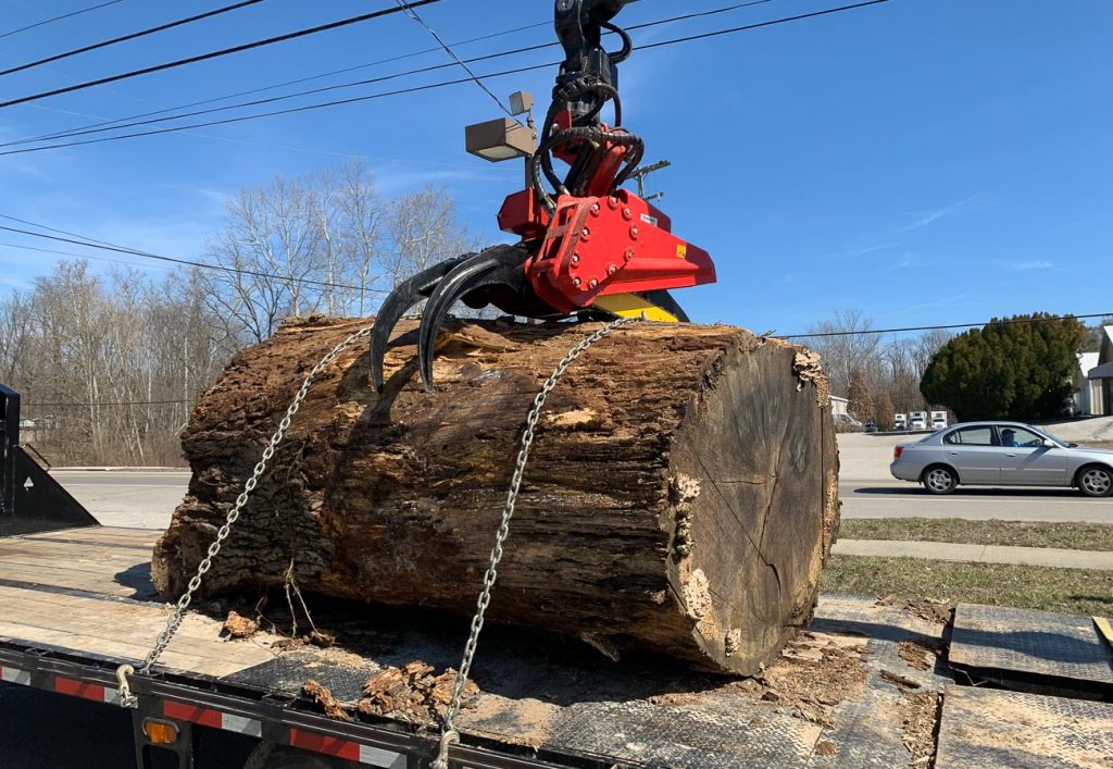 oak tree trunk section for lumber mill & wood slabs