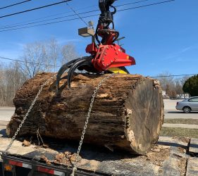 oak tree trunk section for lumber mill & wood slabs