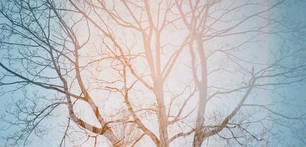 tree branches against blue sky double exposure