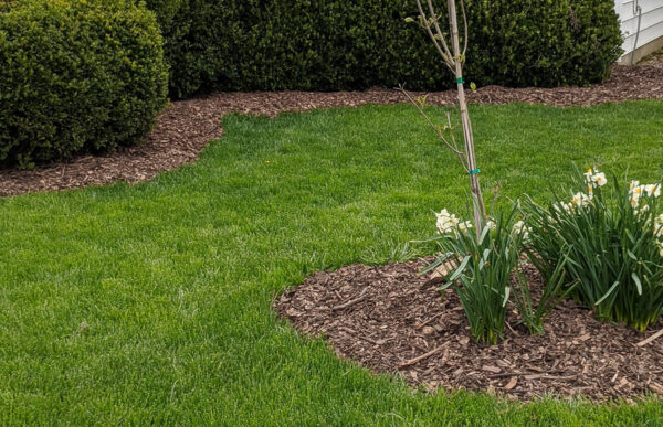 organic mulch in planting areas