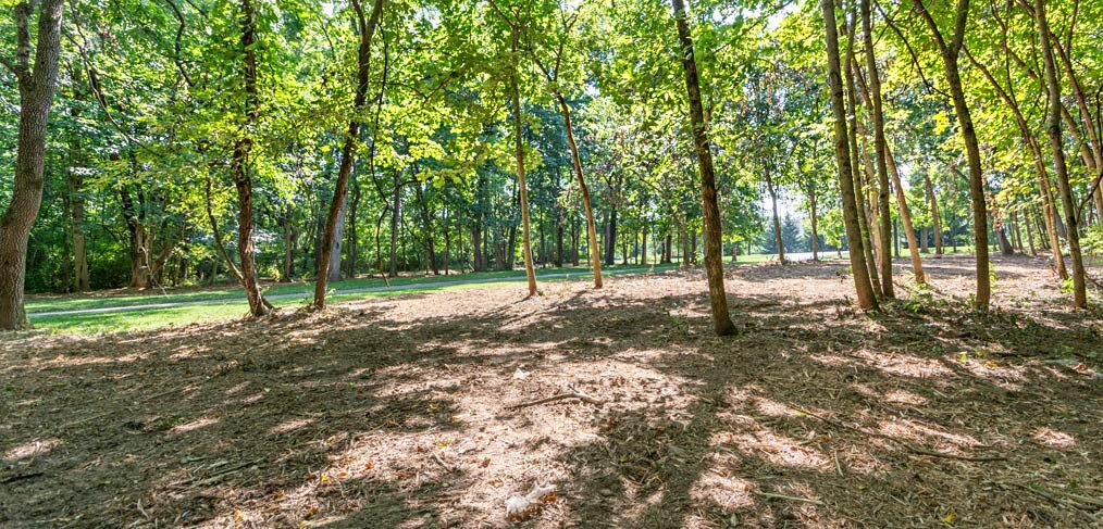 completed forestry mulching area