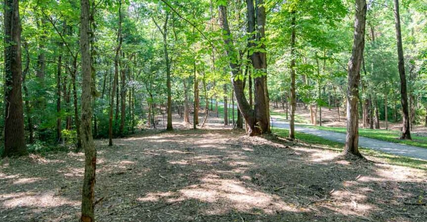 Forestry Mulching Invasive Honeysuckle Shrubs | Bluestone Tree