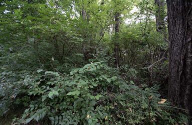 invasive honeysuckle shrubs