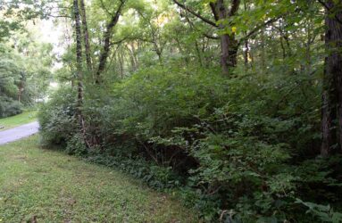 invasive honeysuckle shrubs