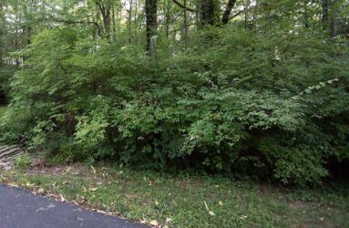 invasive honeysuckle shrubs