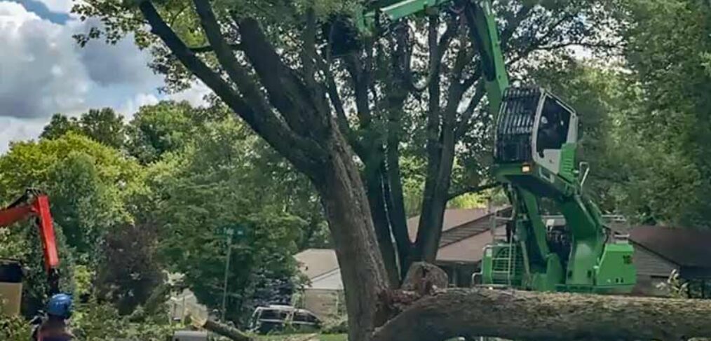 Sennebogen 718 removing a tree video timelapse thumbnail