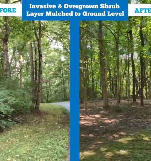 Before & After Video Forestry Mulching Long Driveway [video]