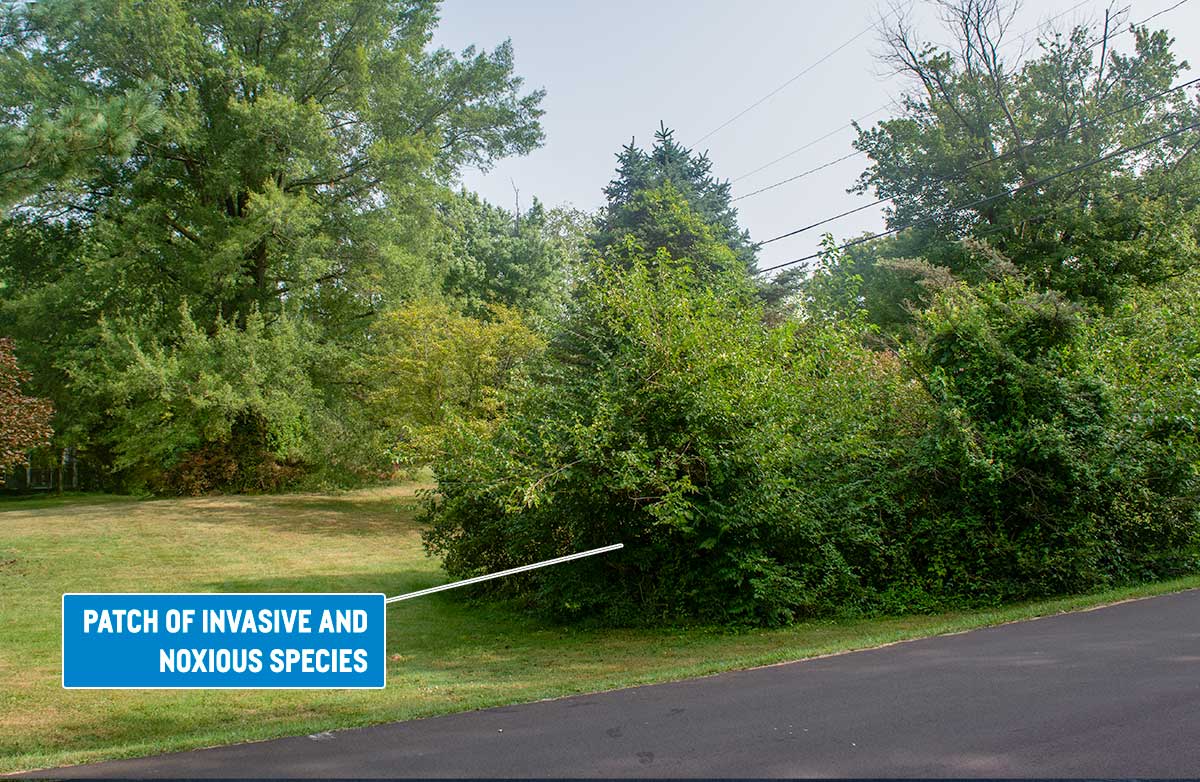 patch of invasive species in a yard patch of invasive species in a yard