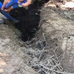 adding soil amendments to roots exposed by air knife