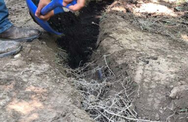 adding soil amendments to roots exposed by air knife