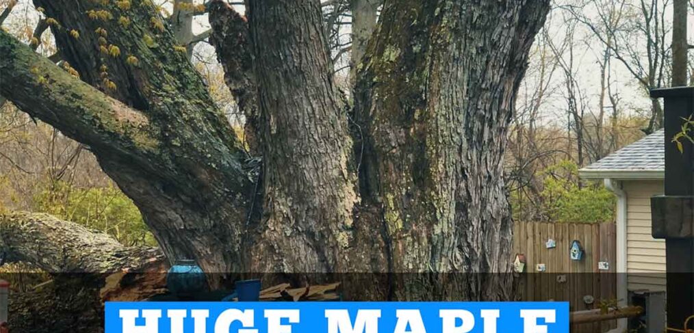 maple tree removal video thumbnail