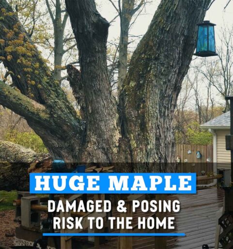Huge Maple Safely Removed In All Day Rain [video]