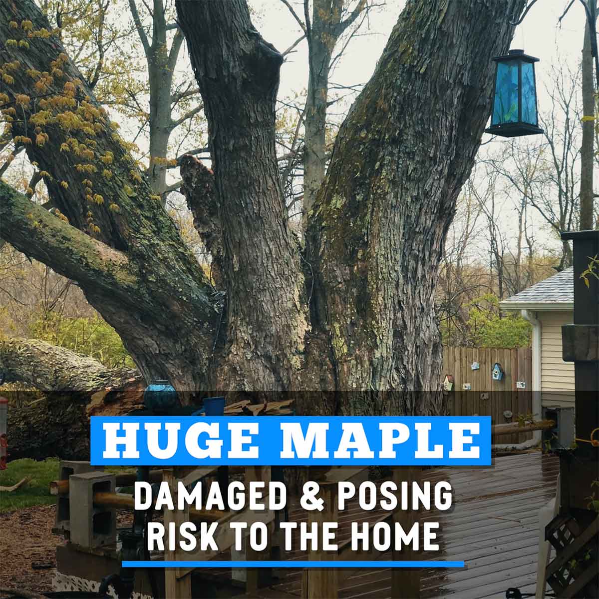 Huge Maple Safely Removed In All Day Rain Bluestone Tree