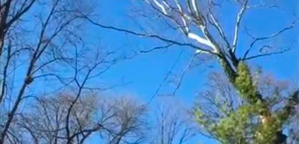 cut sycamore tree falling video thumbnail