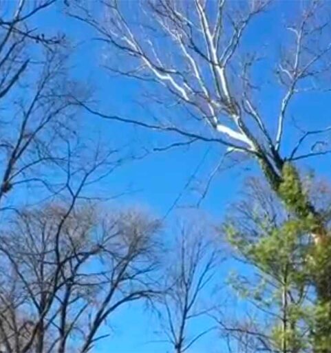 Sycamore tree removal [video]