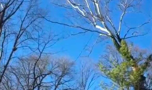 Sycamore tree removal [video]