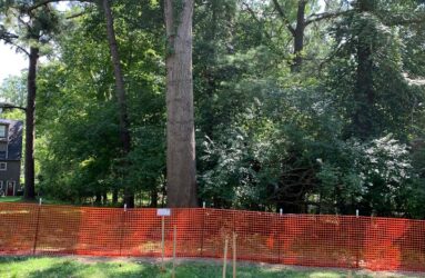 tree protection zone fencing around trees on a build site