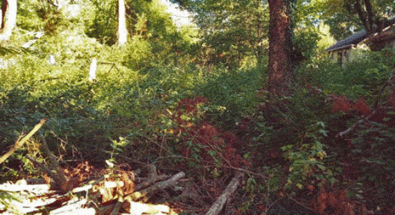 animated before and after gif backyard vegetation management