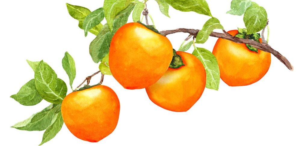 painting of persimmon fruit on stem