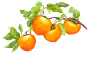 painting of persimmon fruit on stem