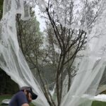 Insect netting cicada protection