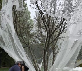 Insect netting cicada protection