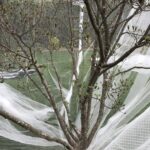 Insect netting cicada protection