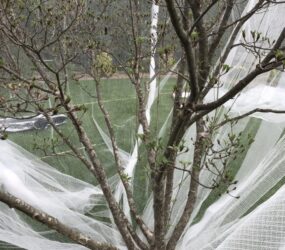 Insect netting cicada protection