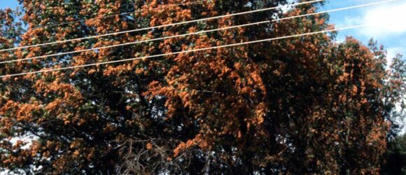oak tree damaged by cicadas