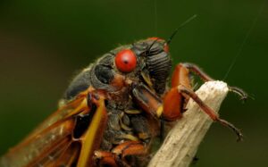Cicada - Brood X close up