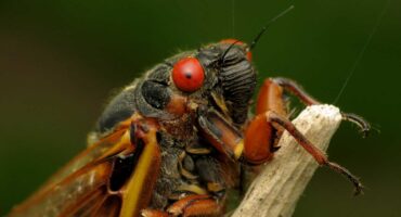 Cicada - Brood X close up