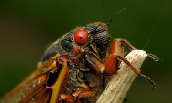 Cicada - Brood X close up