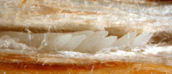 Cicada eggs in branch slit