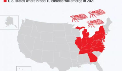 cicada brood X states affected