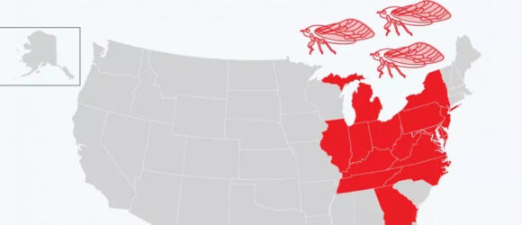 cicada brood X states affected