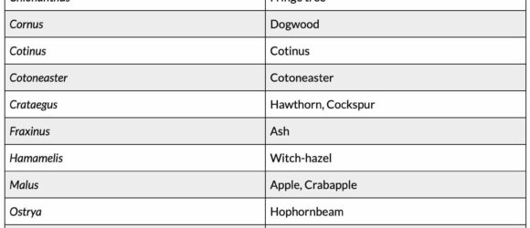 table-of-high-risk-for-cicada-damage