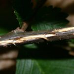 stem damage from cicada egg laying