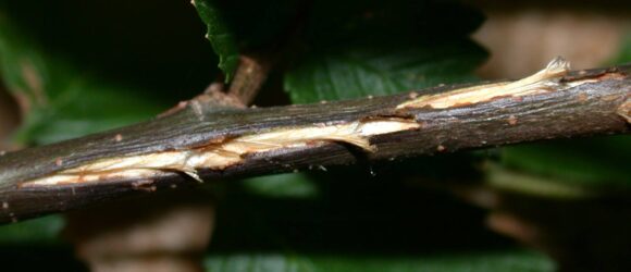 stem damage from cicada egg laying